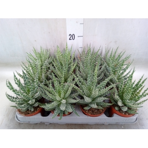 Aloe humilis
