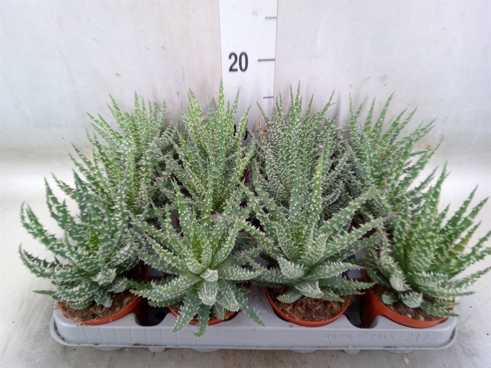 <h4>Aloe humilis</h4>