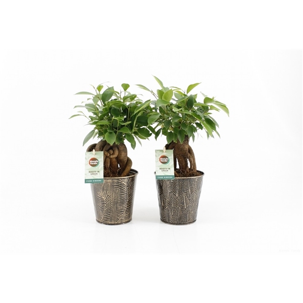 <h4>Ficus microcarpa Retusa in Iron Leaf</h4>