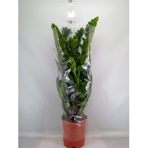 Zamioculcas zamiifolia