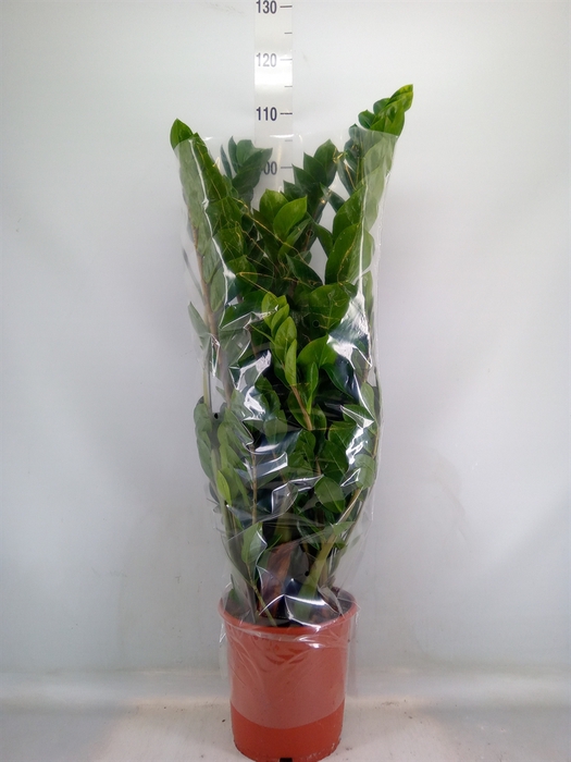 <h4>Zamioculcas zamiifolia</h4>