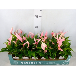 Anthurium andr. 'Lilli'