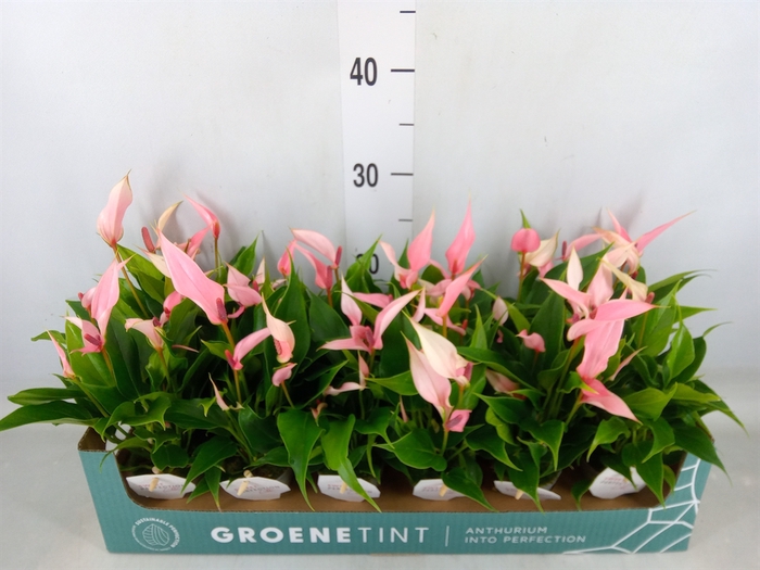 <h4>Anthurium andr. 'Lilli'</h4>