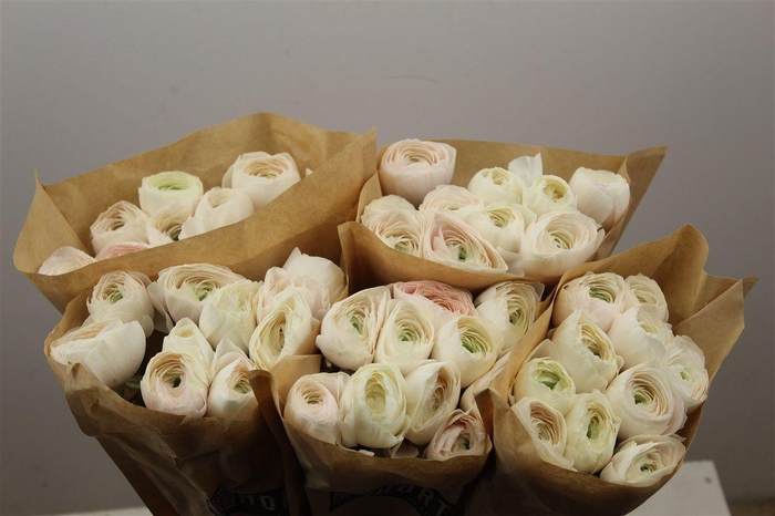 <h4>Ran Cloni Ex Hanoi</h4>