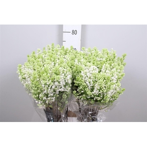 Syr V Mme Fl Stepman 4+