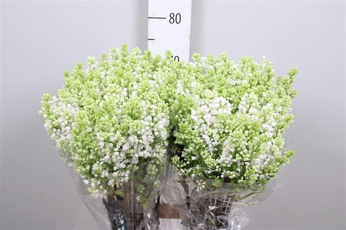 <h4>Syr V Mme Fl Stepman 4+</h4>