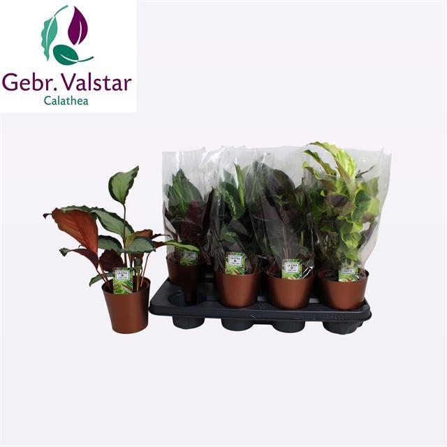 <h4>CALAT GEM 2 SRT</h4>