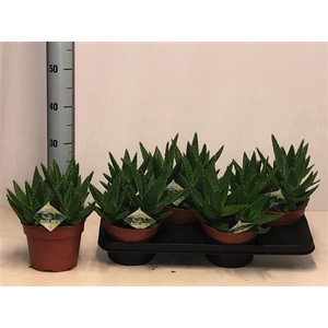 Aloe Perfoliata