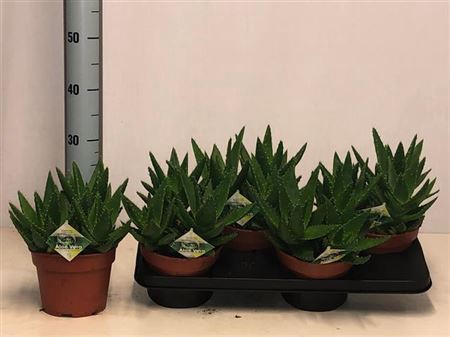 Aloe Perfoliata