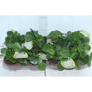 PILEA PEPEROMIOIDES C13