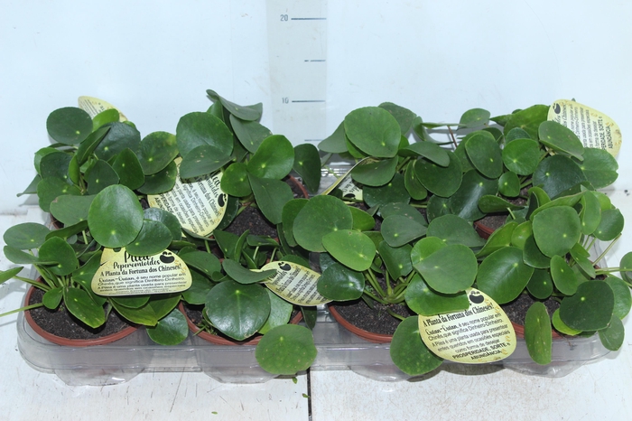 <h4>PILEA PEPEROMIOIDES C13</h4>