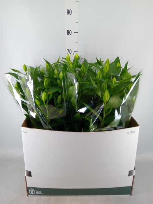 <h4>Lilium ori. 'Sunny Camino'</h4>