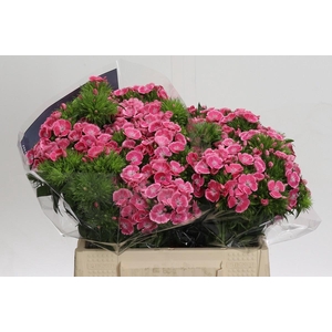 Dianthus Br Earl