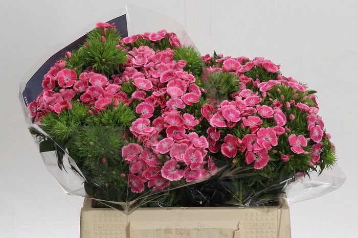 <h4>Dianthus Br Earl</h4>