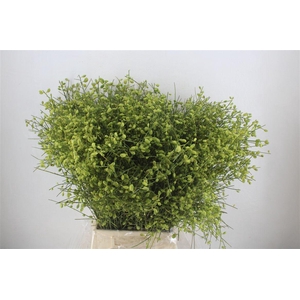 Ginster Berry Green P Bunch