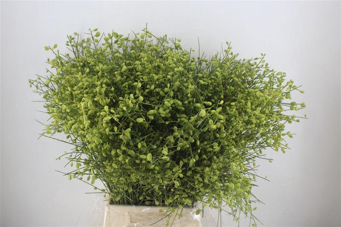 <h4>Ginster Berry Green P Bunch</h4>