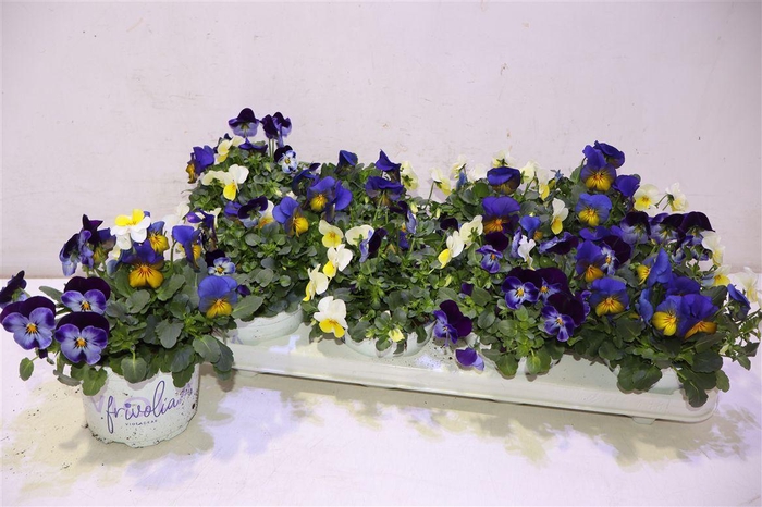 <h4>arr8 Vio Tricolor</h4>