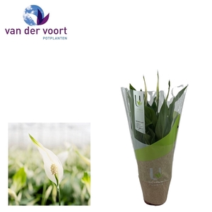 Spathiphyllum 9 cm Chopin Ultimo