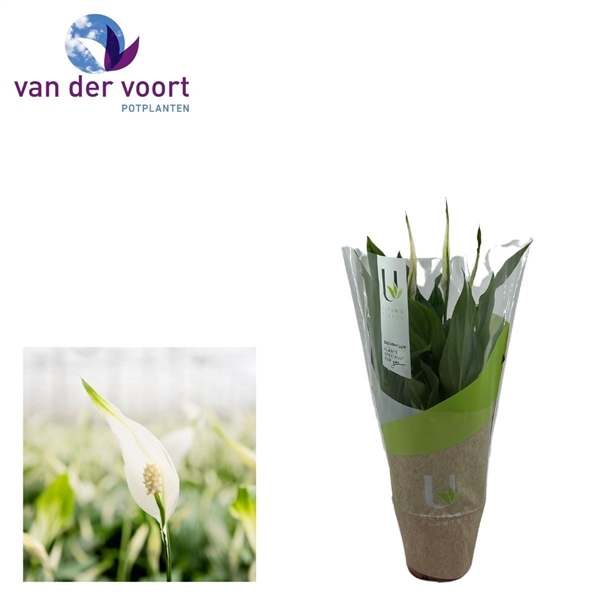 <h4>Spathiphyllum 9 cm Chopin Ultimo</h4>