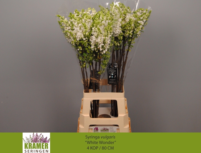 <h4>SYR VU WHITE WONDER</h4>