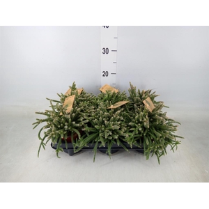 Rhipsalis baccifera subsp. horrida