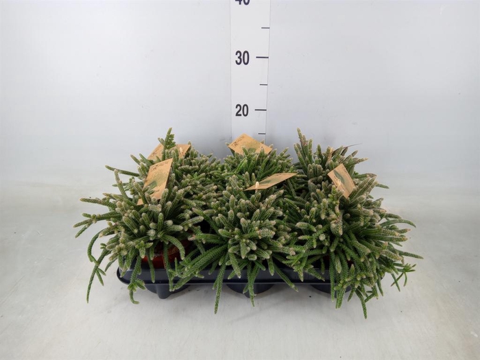 <h4>Rhipsalis baccifera subsp. horrida</h4>