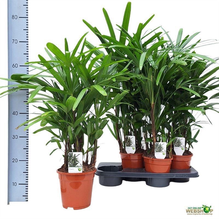 <h4>RHAPIS EXCELSA</h4>