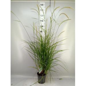 Pennisetum orientale
