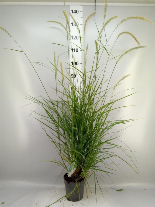 <h4>Pennisetum orientale</h4>
