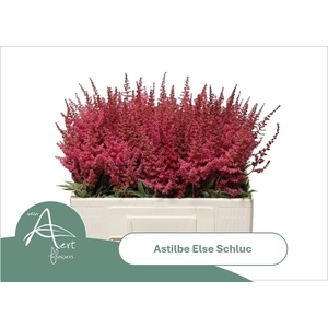 ASTIL AR ELSE SCHLUC