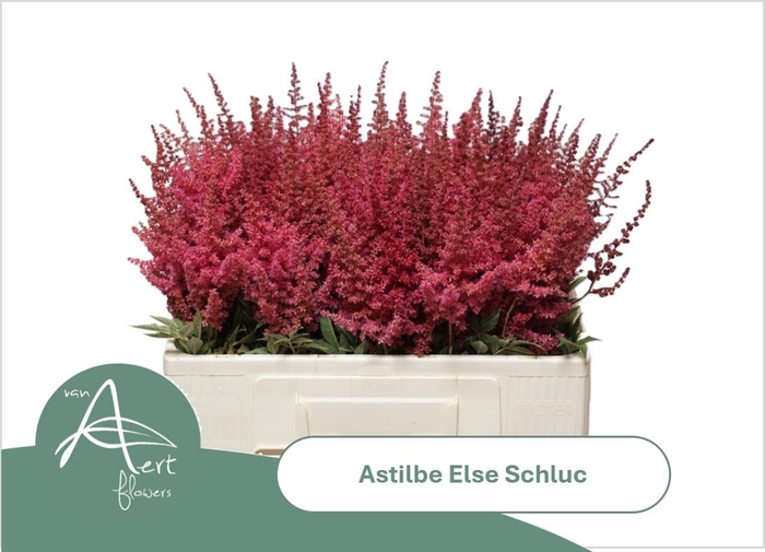 <h4>ASTIL AR ELSE SCHLUC</h4>