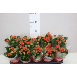 Kalanchoe Rosalina Rood