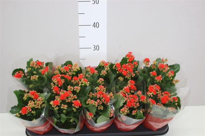 <h4>Kalanchoe Rosalina Rood</h4>