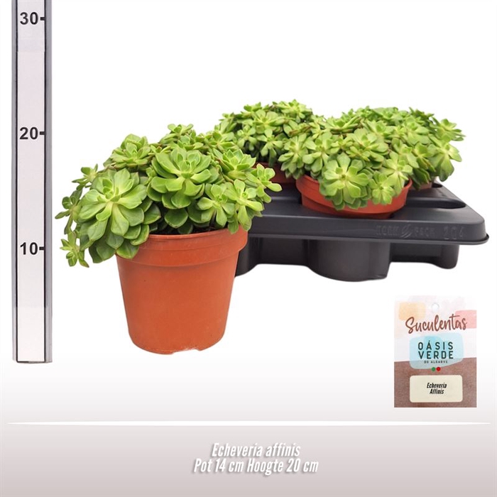 <h4>Echeveria affinis</h4>