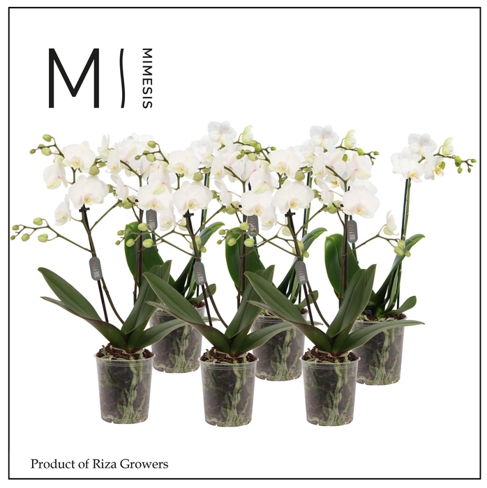 <h4>Phalaenopsis White 2 spike – 9cm | Mimesis</h4>