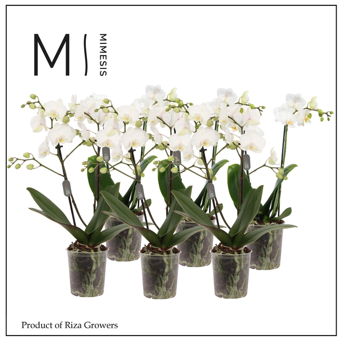 <h4>Phalaenopsis White 2 spike – 9cm | Mimesis</h4>
