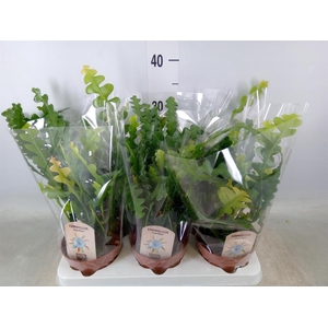 Epiphyllum anguliger