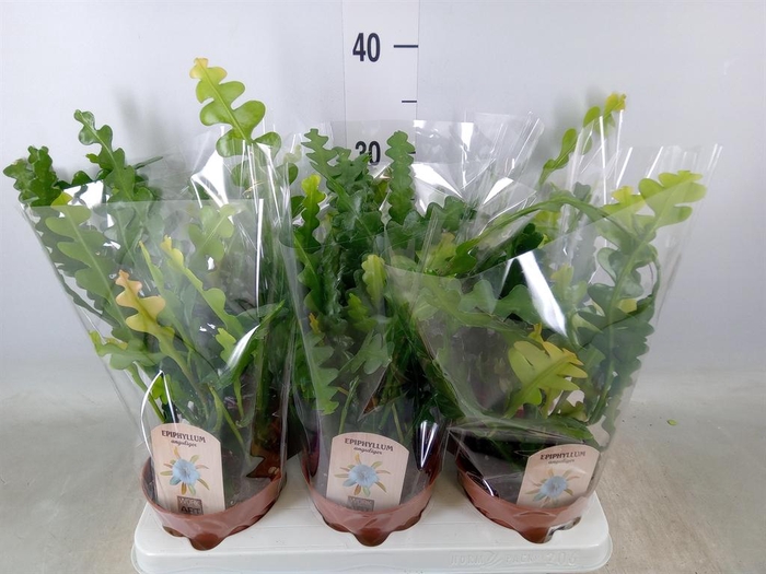 <h4>Epiphyllum anguliger</h4>