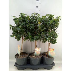 Lantana camara   ...