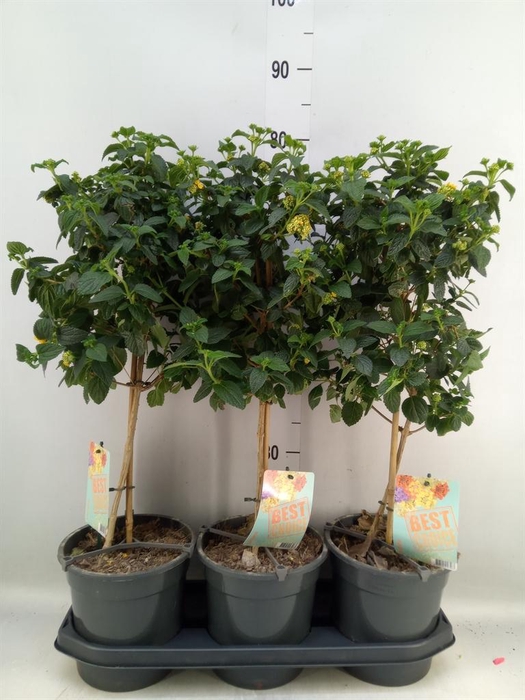 <h4>Lantana camara   ...</h4>