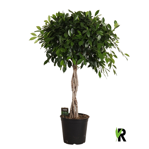 <h4>Ficus micr. Nitida gevlochten stam</h4>