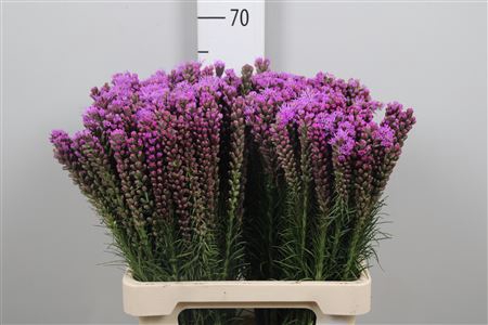 <h4>Liatris Spicata</h4>