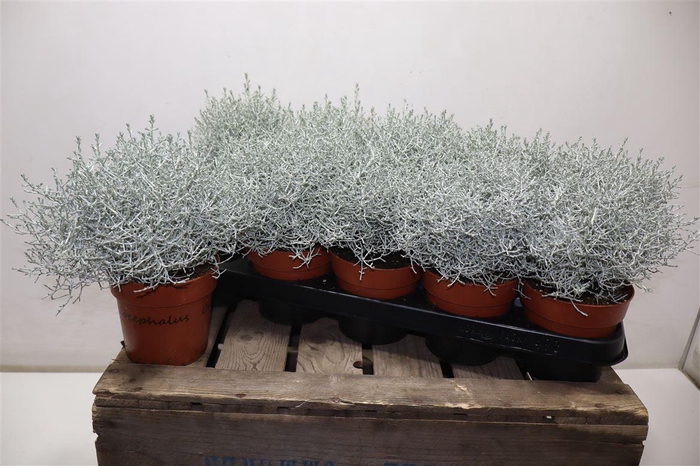 <h4>Leucoph Brownii</h4>