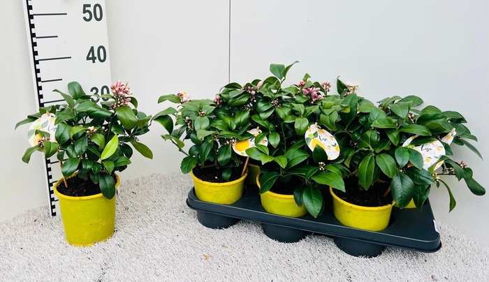 <h4>Citrus meyeri Lemon bush Buds & Fragrant Flowers</h4>