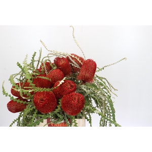 Banksia Speciosa Red