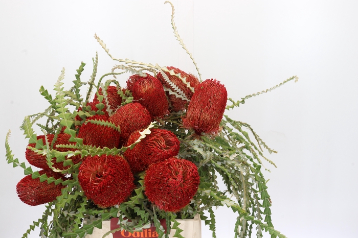<h4>Banksia Speciosa Red</h4>