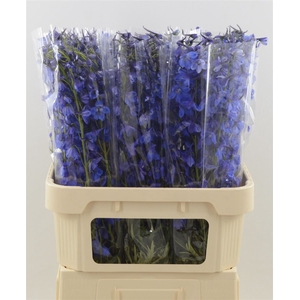 Delphinium EN 'Deldonna Blue'