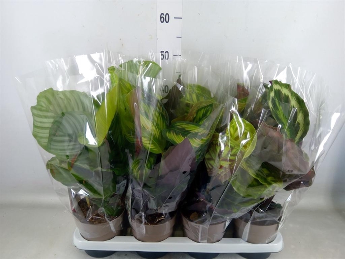 <h4>Calathea   ...mix 5</h4>