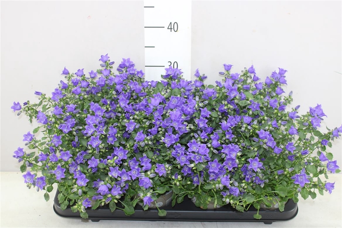 <h4>Campanula Starina Blue Spring Bell</h4>