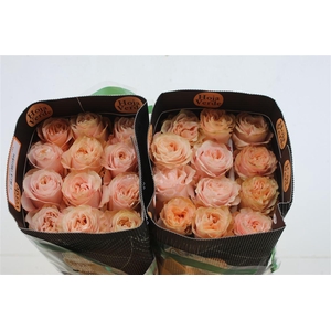 R Gr Eq Princess Crown 40cm